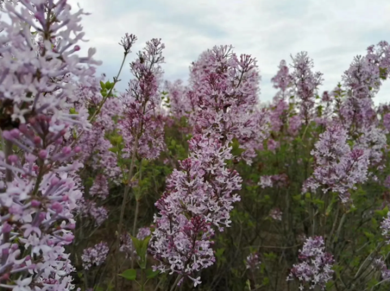 紫丁香苗丁香花量大货优基地直发品质保证