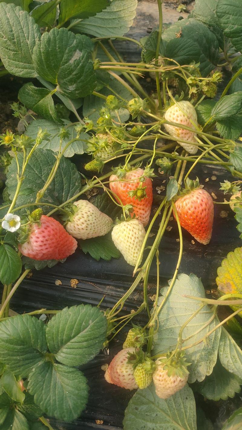 草莓秧苗盆栽四季草莓苗奶油草莓南方北方种植当年结果