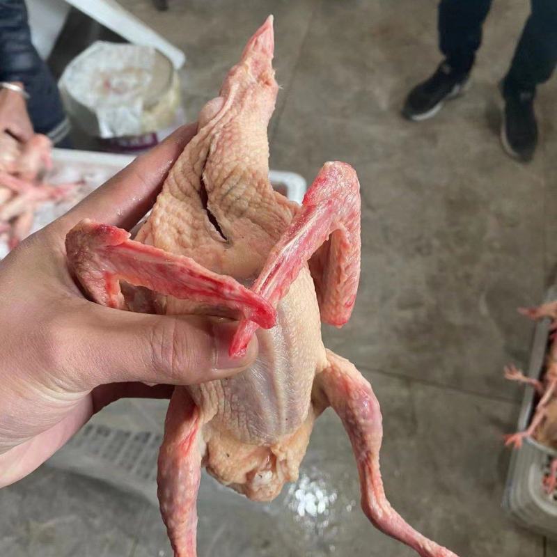 【优质】新鲜原粮乳鸽大量批发对接各大餐饮电商平台