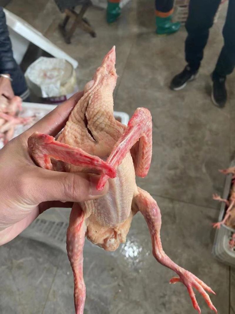 【优质】新鲜原粮乳鸽大量批发对接各大餐饮电商平台