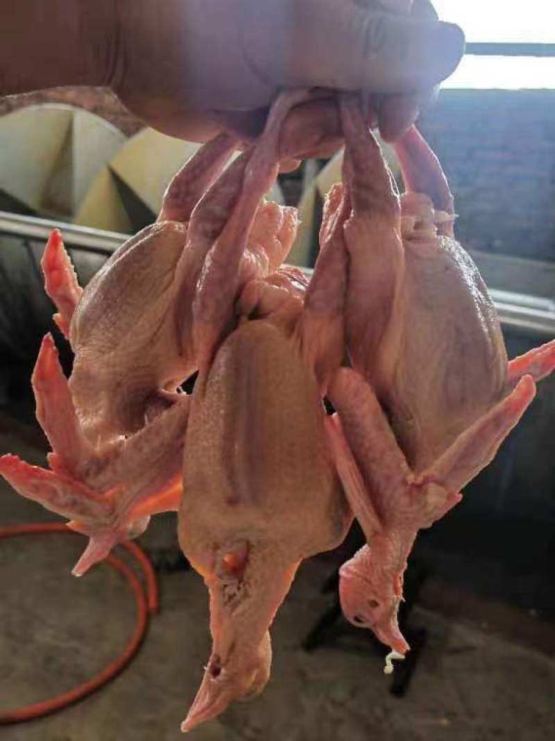 【优质】新鲜原粮乳鸽大量批发对接各大餐饮电商平台