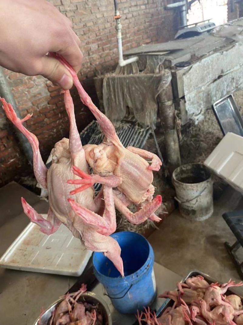 【优质】新鲜原粮乳鸽大量批发对接各大餐饮电商平台