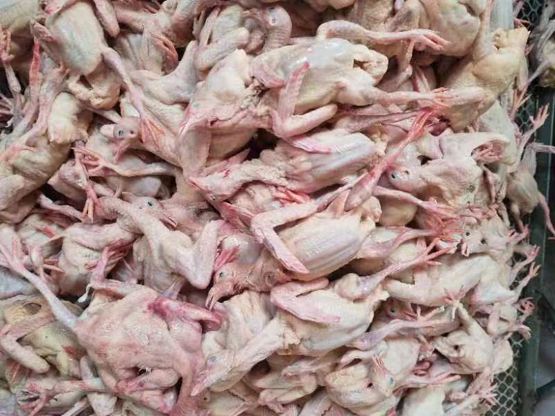 【优质】新鲜原粮乳鸽大量批发对接各大餐饮电商平台