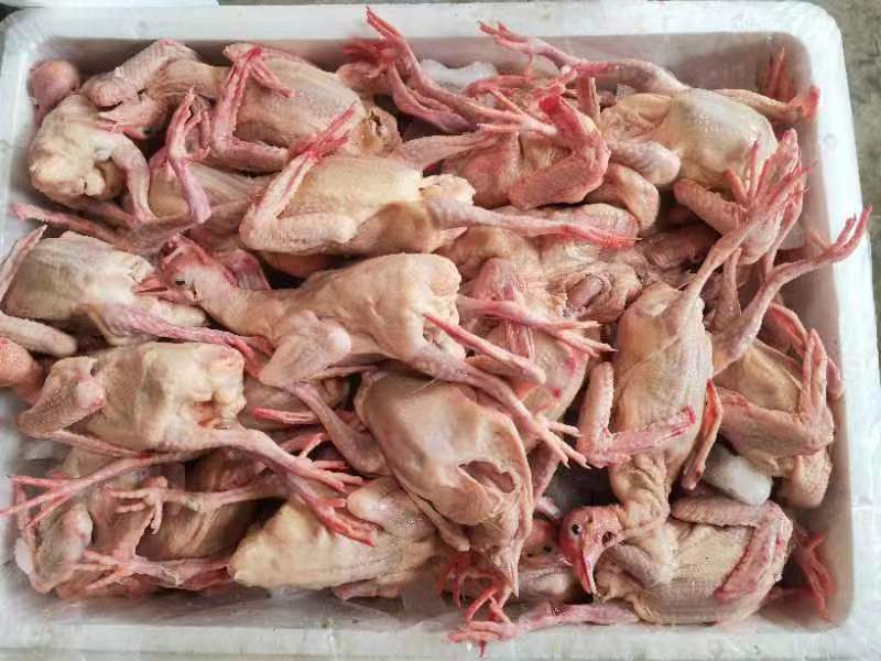 【优质】新鲜原粮乳鸽大量批发对接各大餐饮电商平台