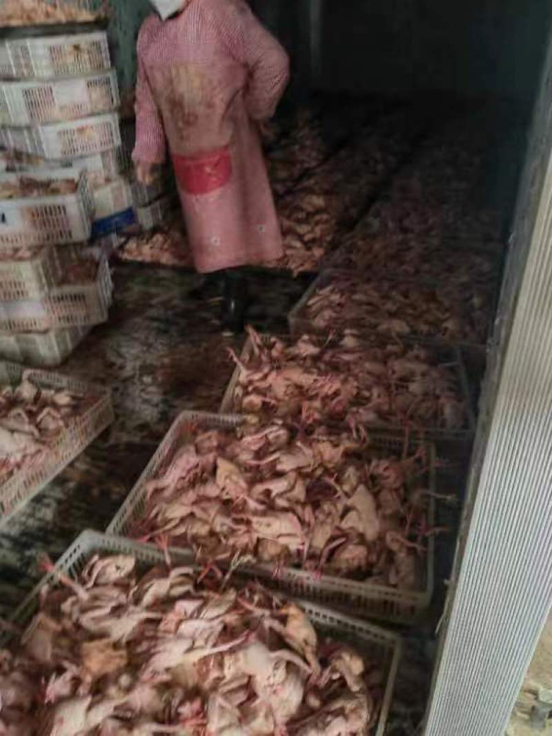 【优质】新鲜原粮乳鸽大量批发对接各大餐饮电商平台