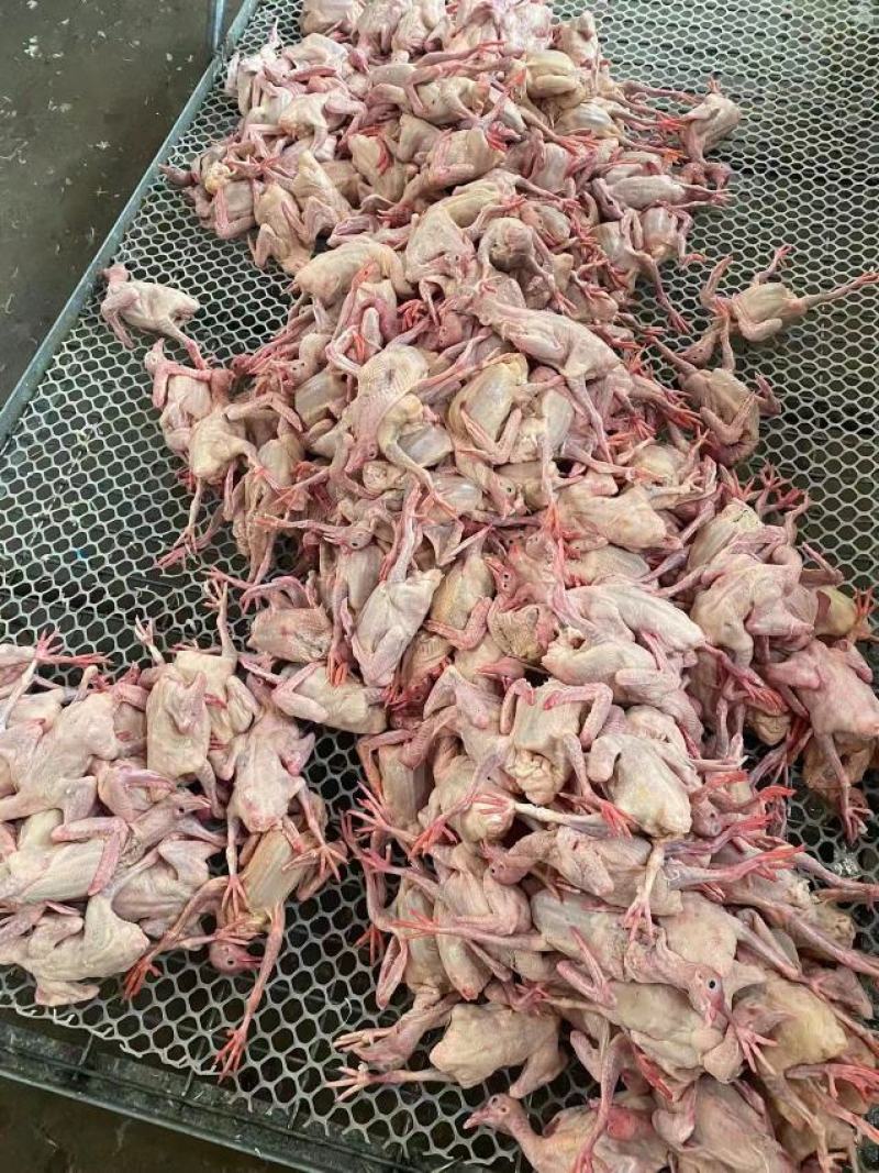 【优质】新鲜原粮乳鸽大量批发对接各大餐饮电商平台