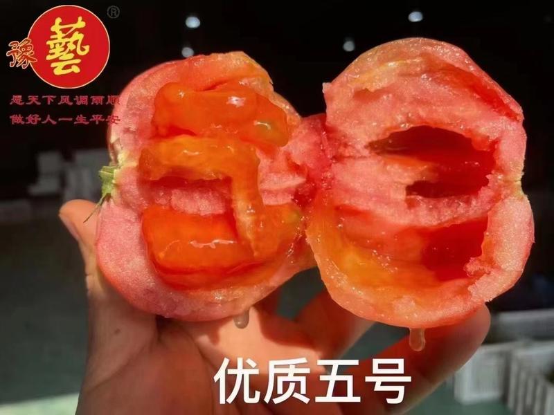 豫甜优五优质番茄种子大果型囗感好粉沙瓤无型大果280克