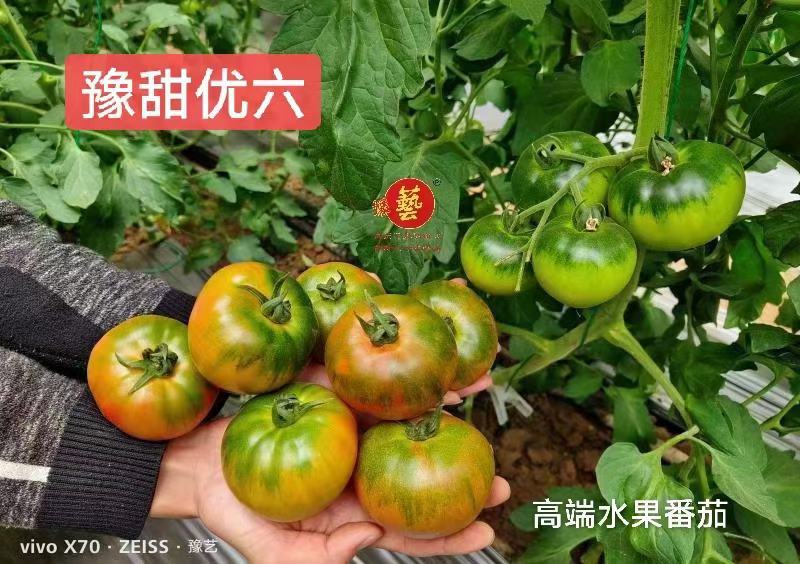 豫甜优五优质番茄种子大果型囗感好粉沙瓤无型大果280克