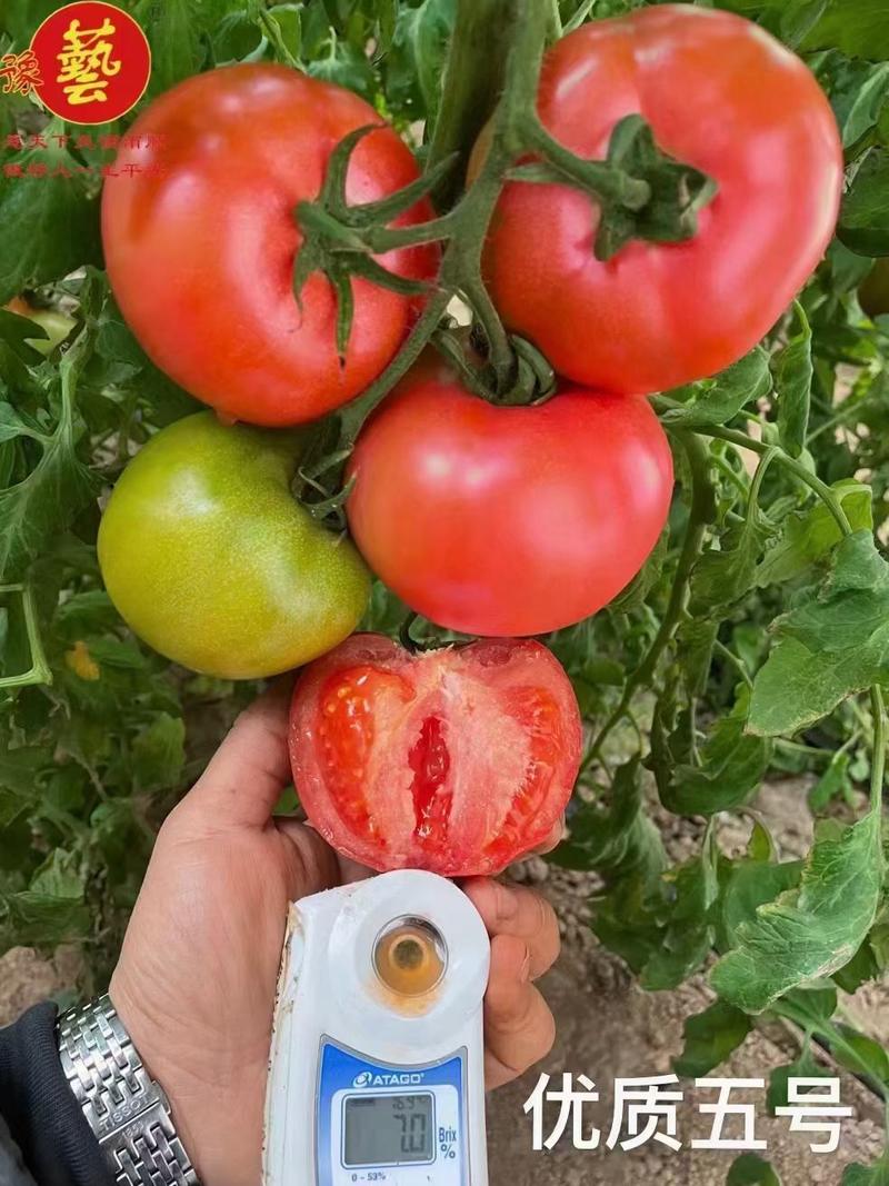 豫甜优五优质番茄种子大果型囗感好粉沙瓤无型大果280克
