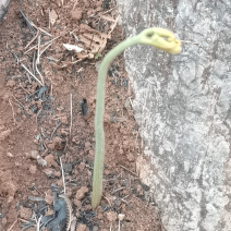 野生蕨菜，新鲜干货都有