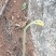 野生蕨菜，新鲜干货都有