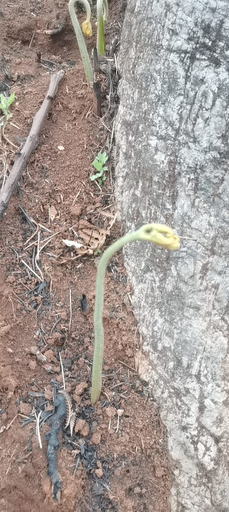 野生蕨菜，新鲜干货都有