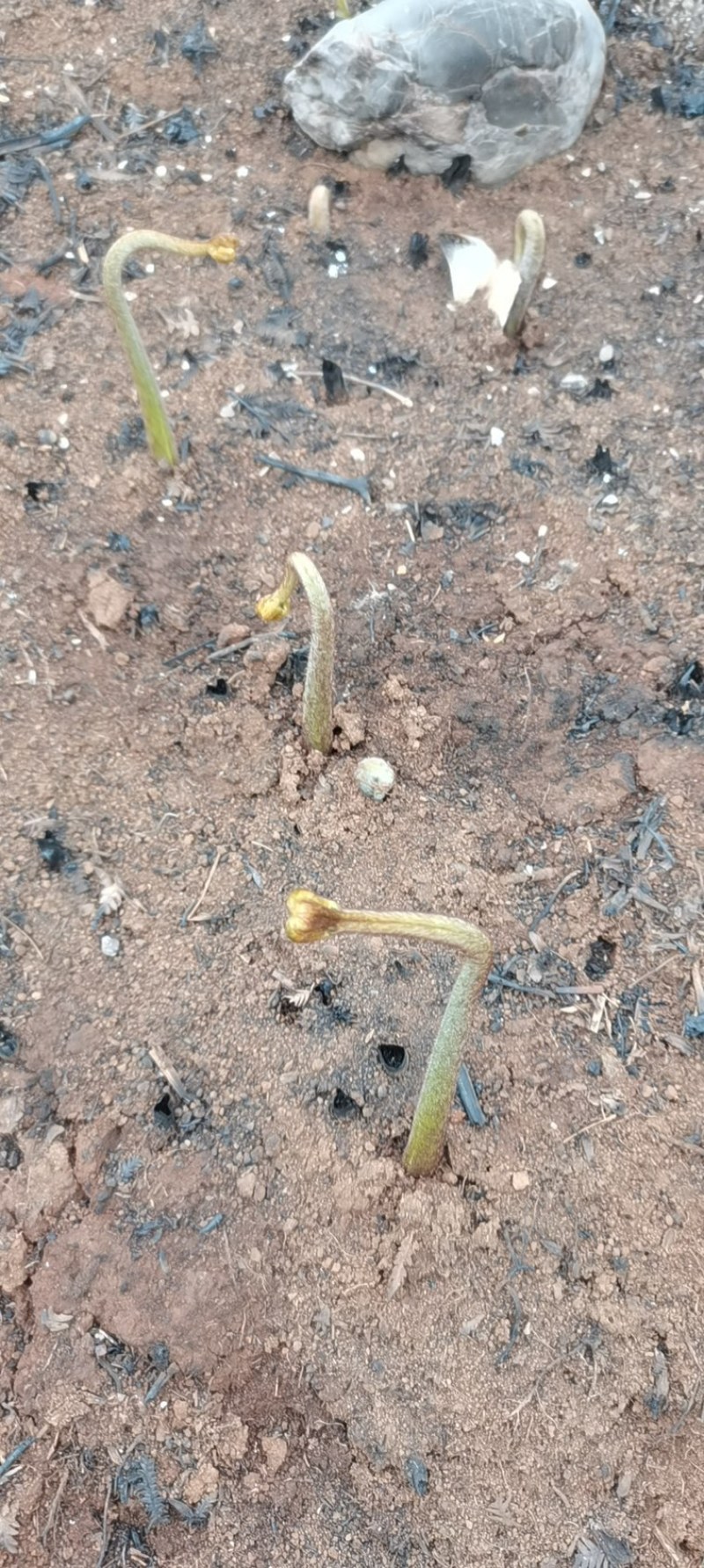 野生蕨菜，新鲜干货都有