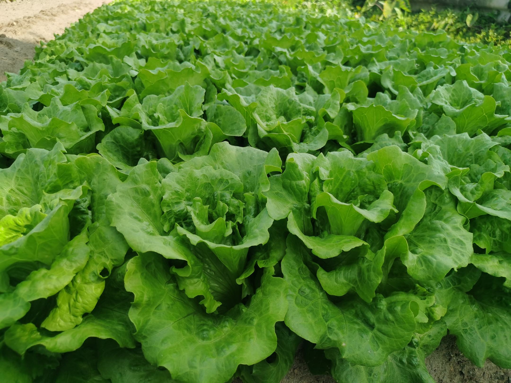 一盘新鲜采摘的苦菊与三种常见生菜(结球生菜、罗马生菜、红叶生菜)并列摆放,背景为田园农场,叶片上带有晶莹露珠,突出其新鲜水润的质感 苦菊与生菜对比图