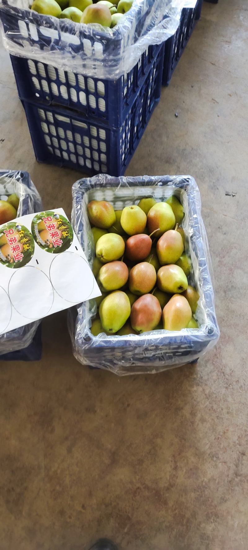万荣红香酥梨，香甜、可口，产地直发规格齐全量大优惠