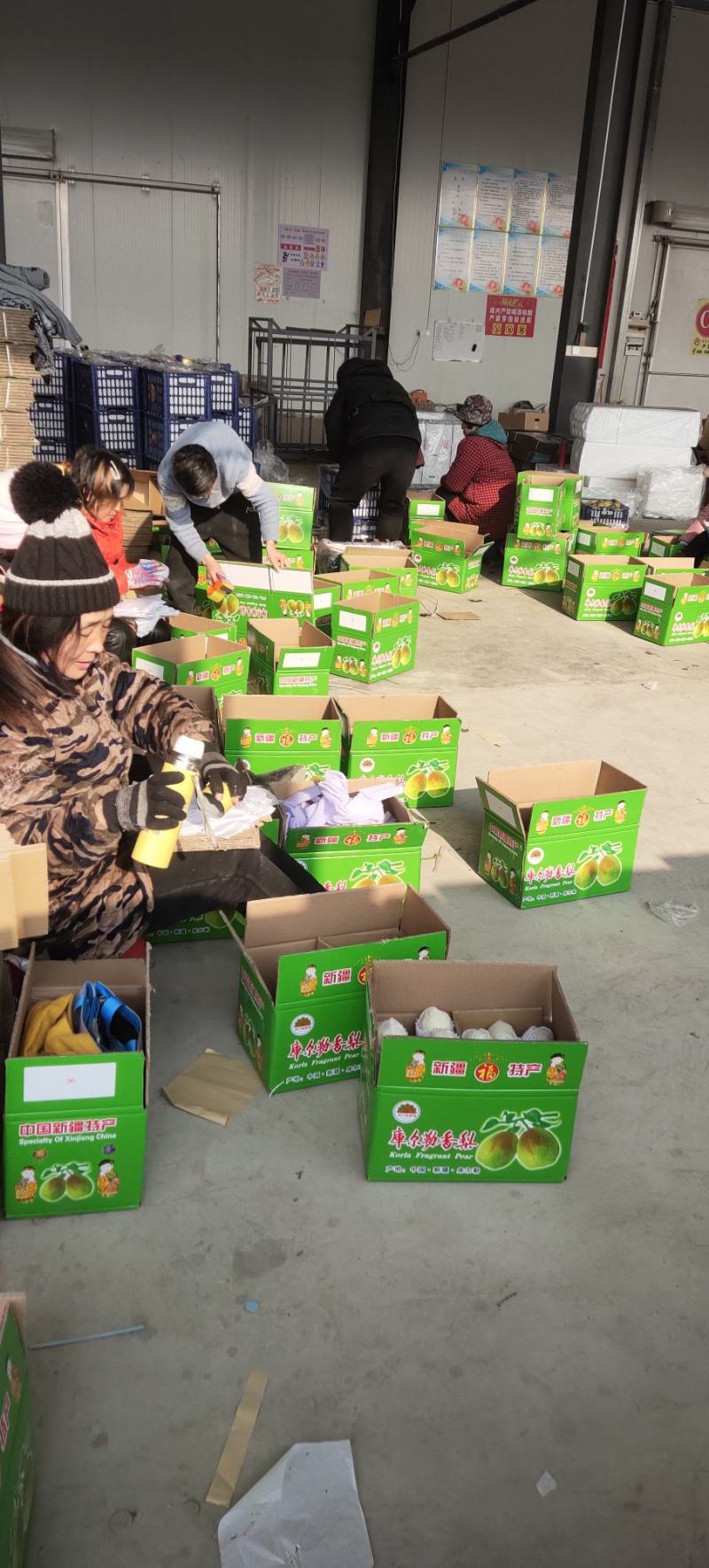 万荣红香酥梨，香甜、可口，产地直发规格齐全量大优惠