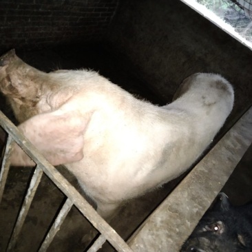 长太母猪，太湖母猪，本地母猪
