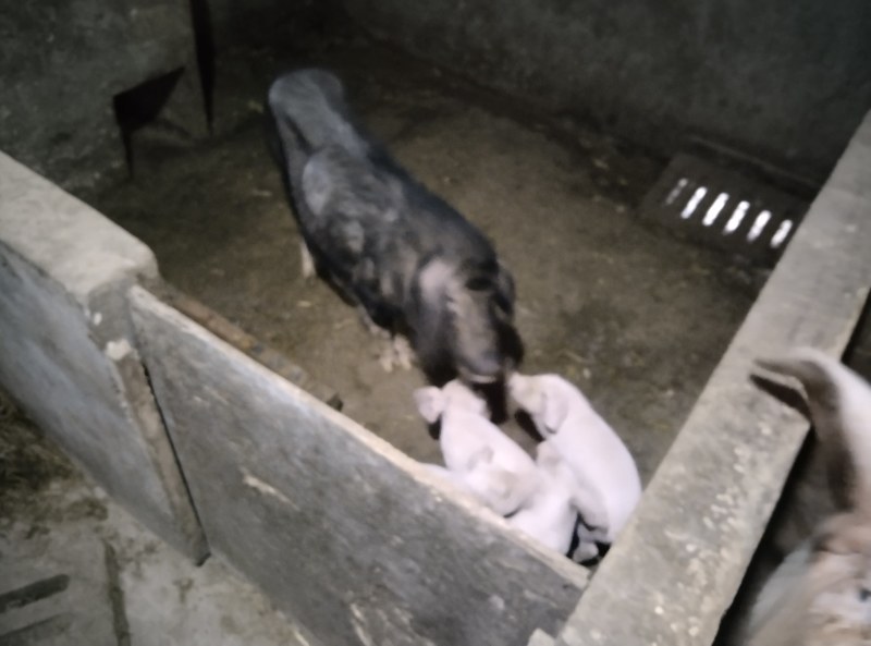 长太母猪，太湖母猪，本地母猪