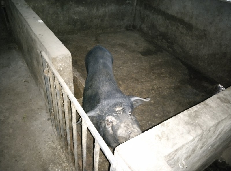 长太母猪，太湖母猪，本地母猪