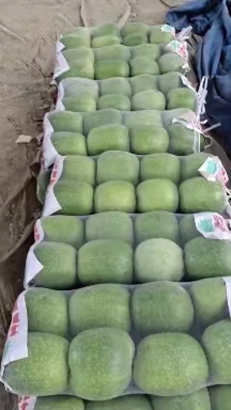 山东串铃小冬瓜大量上市货源充足价格美丽诚信合作欢迎来电