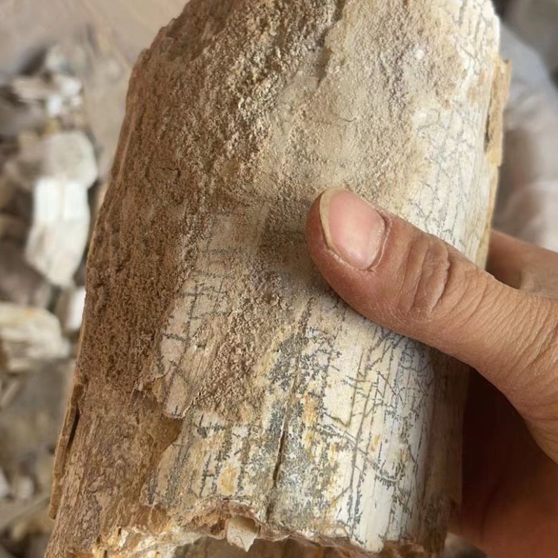 中药材五花龙骨龙骨正品五花龙骨·500克