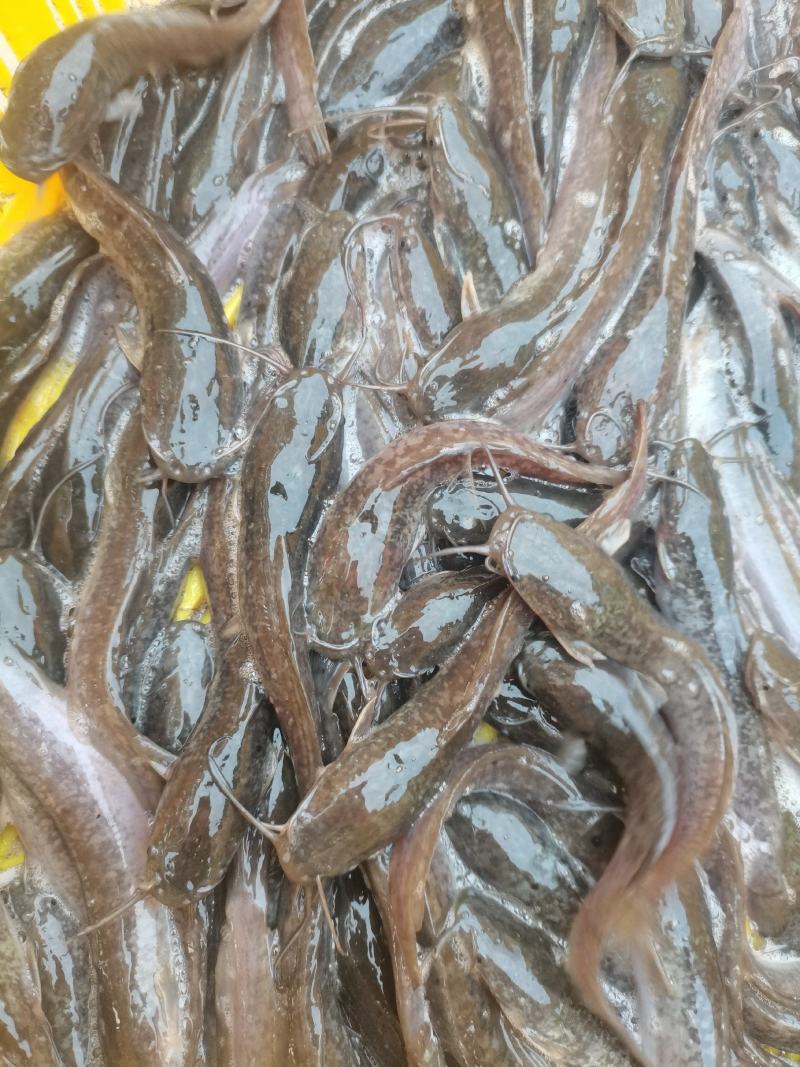 胡子鲶鱼苗八胡鲶鱼苗八须鲶鱼苗八胡鲶鱼苗
