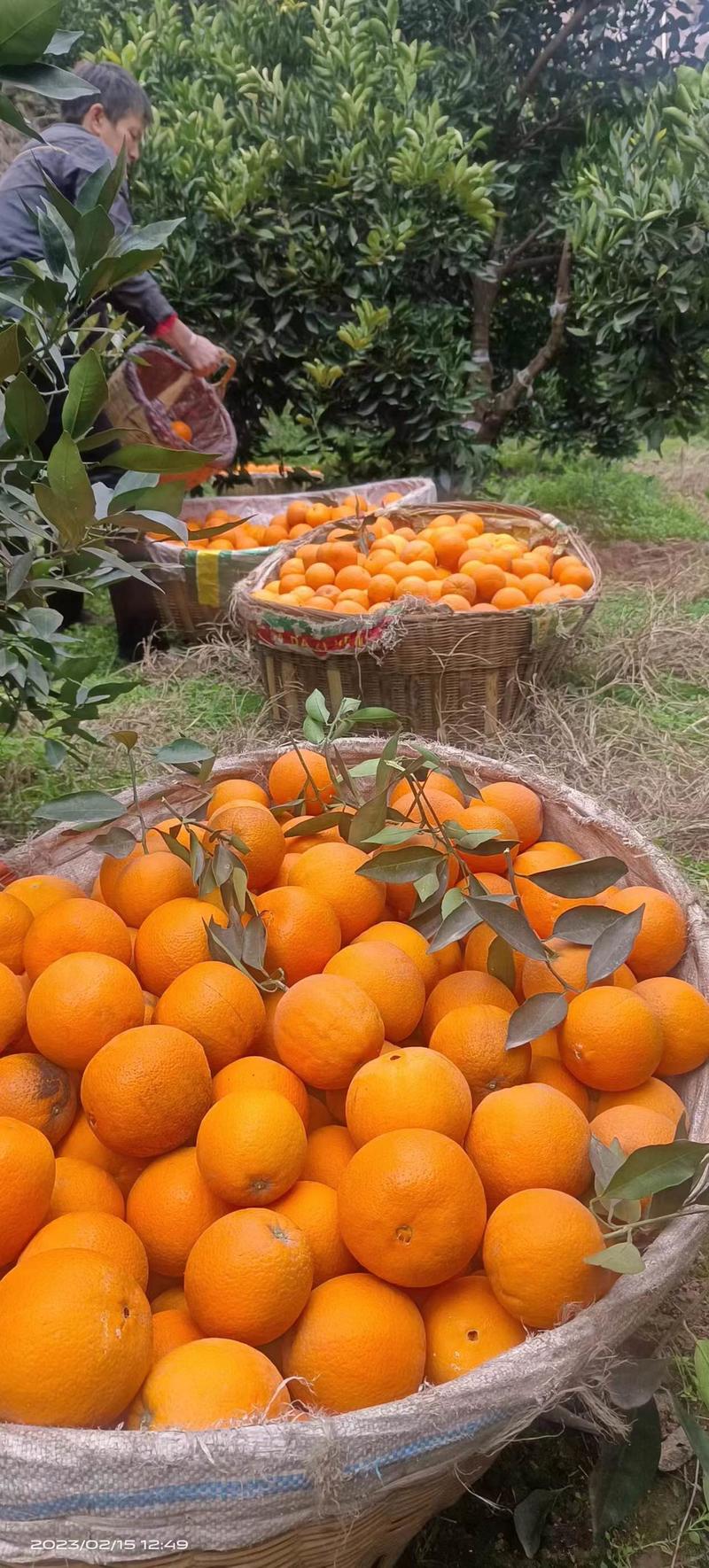 秭归橙子，中华红橙，糖度高，水分充足，看园采果