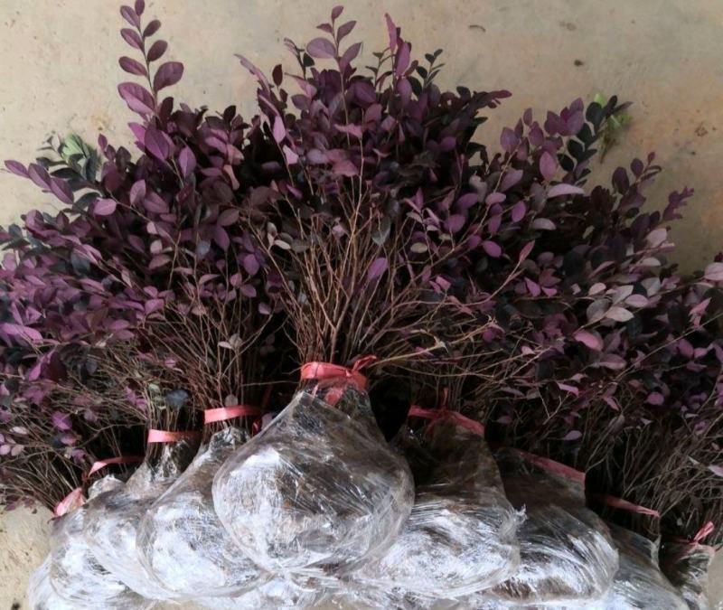 【牛商推荐】红花檵木，产地发货，成活率高，量大从优