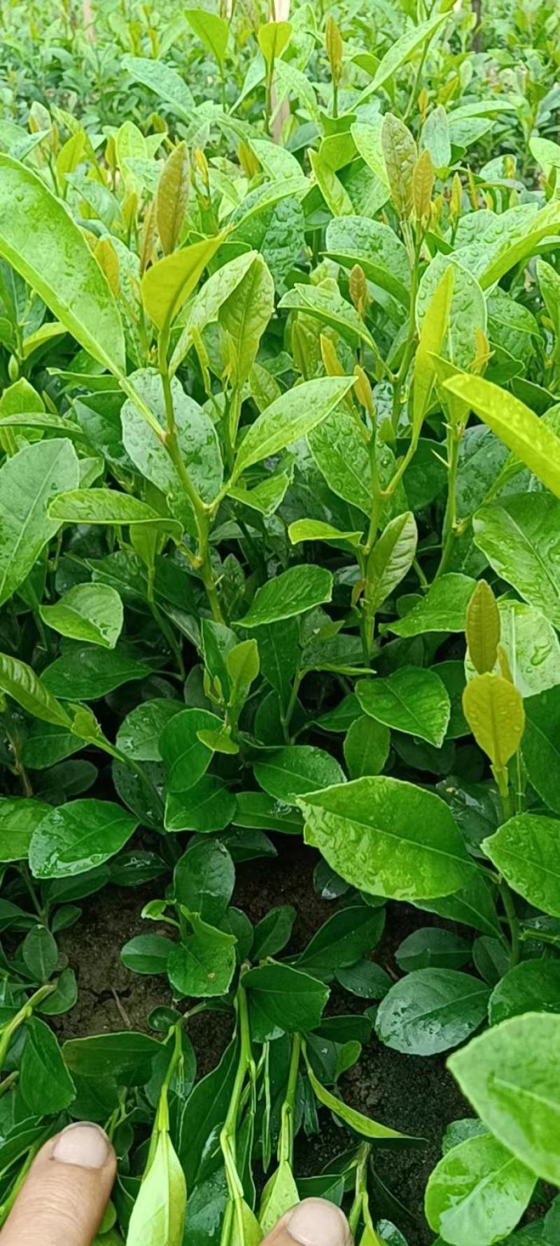 红芽柠檬（本地柠檬苗）幼苗