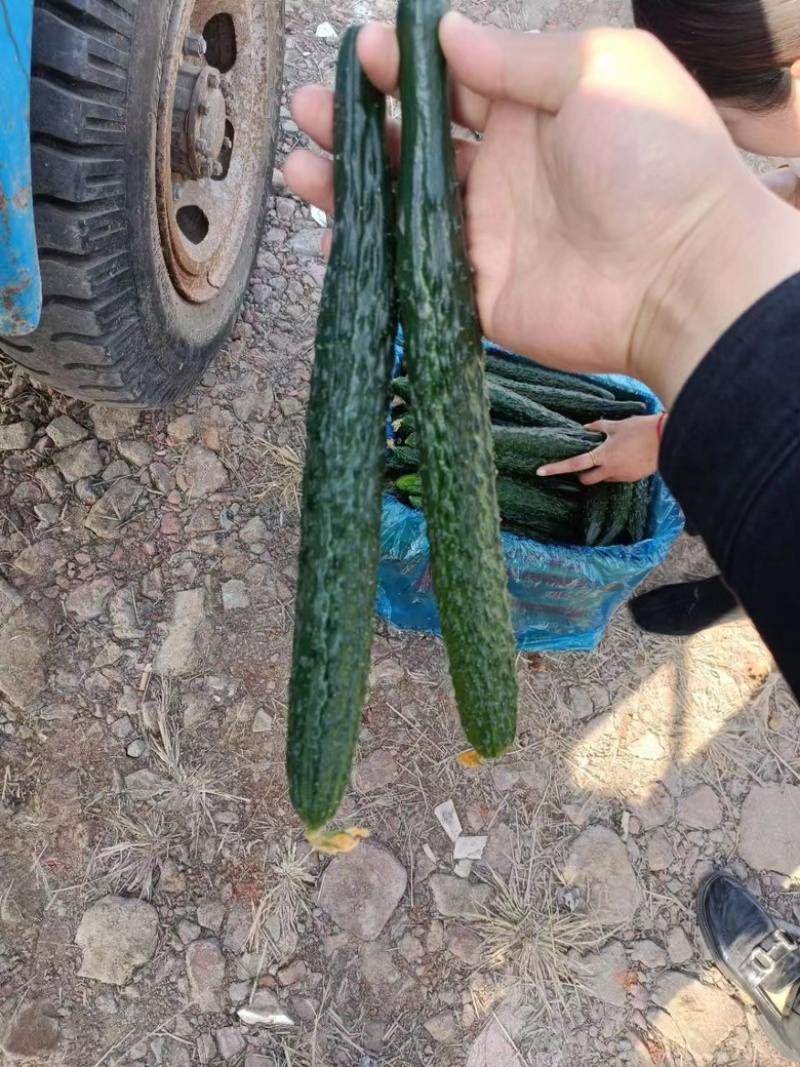 夏邑黄瓜，精品密刺黄瓜大量现货价格便宜欢迎咨询