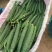 夏邑黄瓜，精品密刺黄瓜大量现货价格便宜欢迎咨询