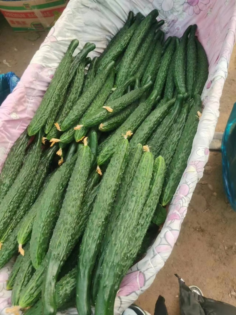 夏邑黄瓜，精品密刺黄瓜大量现货价格便宜欢迎咨询