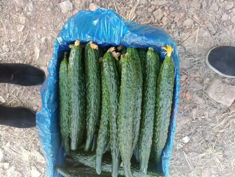 夏邑黄瓜，精品密刺黄瓜大量现货价格便宜欢迎咨询