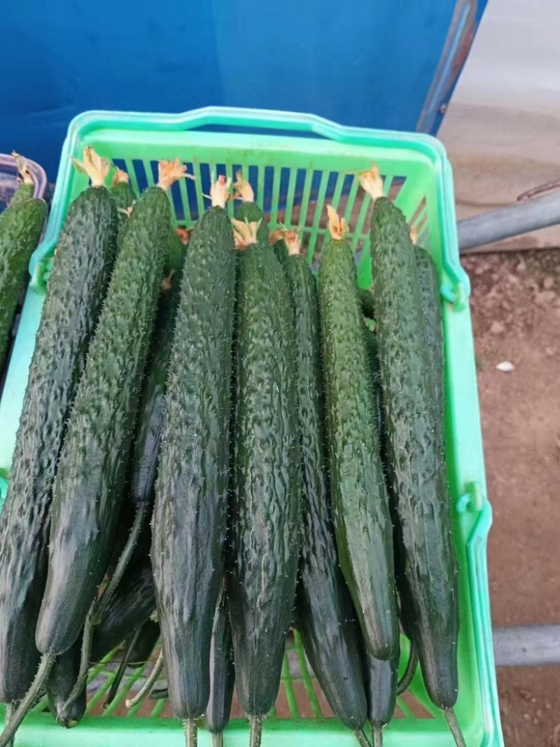 夏邑黄瓜，精品密刺黄瓜大量现货价格便宜欢迎咨询