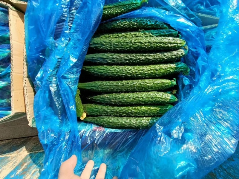 夏邑黄瓜，精品密刺黄瓜大量现货价格便宜欢迎咨询