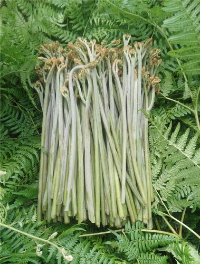 野撅菜