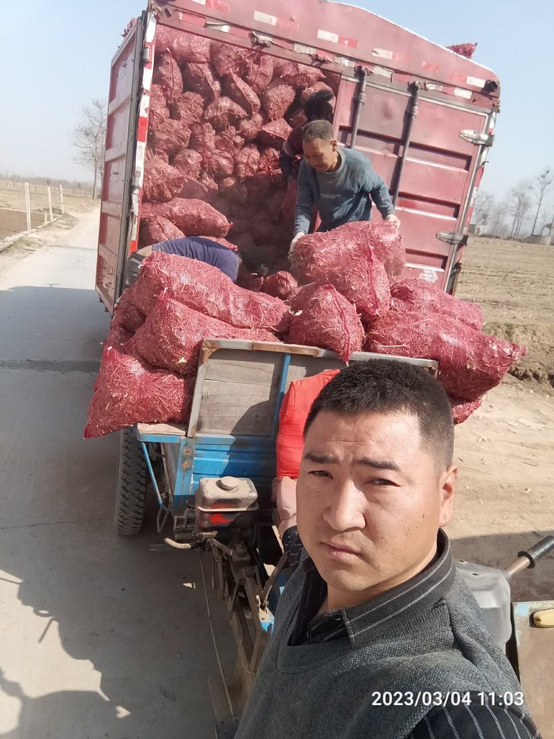 黄花菜苗河南灵宝优质种苗基地高产量品种优良
