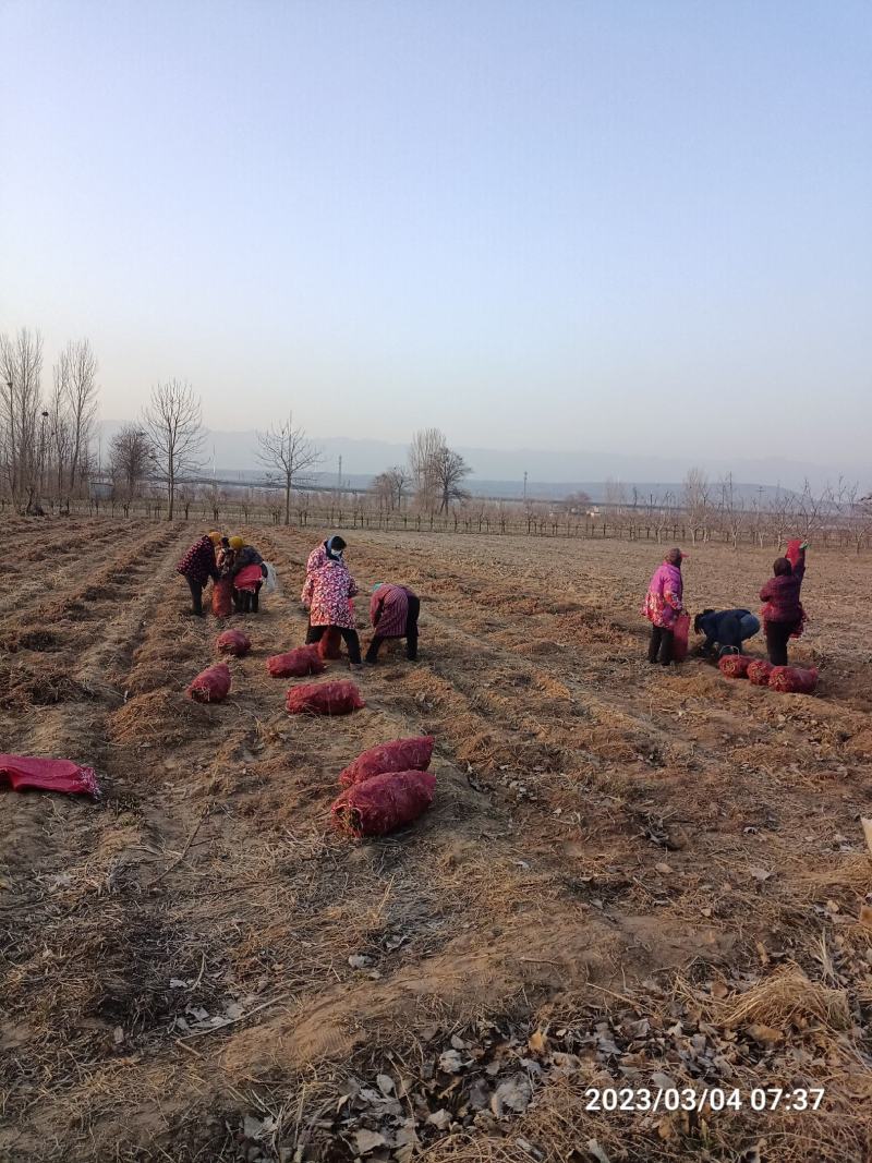 黄花菜苗河南灵宝优质种苗基地高产量品种优良