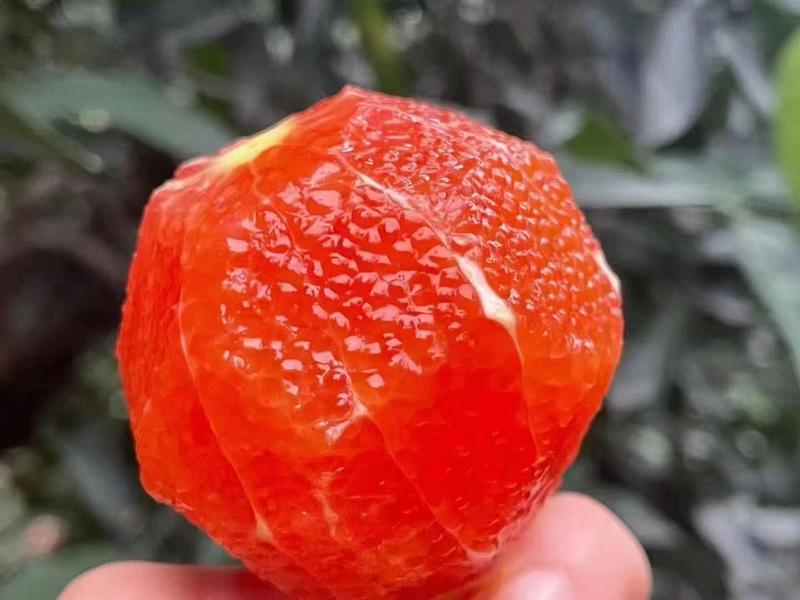 精品橙子中华红橙甜橙果园挂树鲜果产地直销