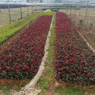 红叶石楠苗产地现货苗阜直发量大从优欢迎选购