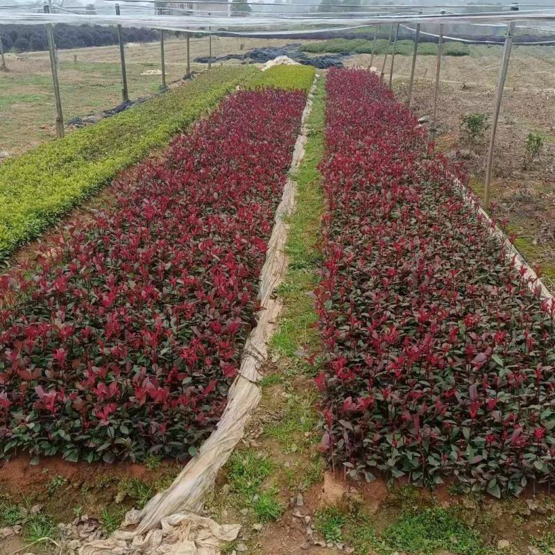 红叶石楠苗产地现货苗阜直发量大从优欢迎选购