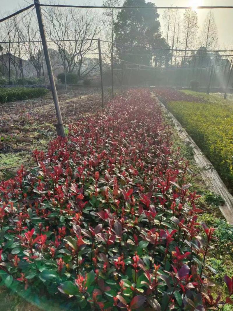 红叶石楠苗产地现货苗阜直发量大从优欢迎选购