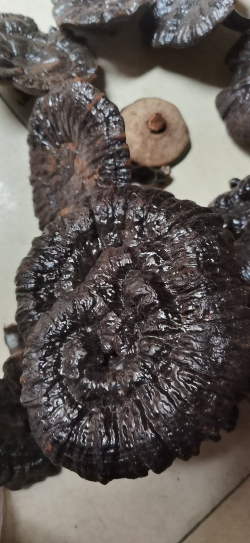 野生灵芝，质里扛扛的，有需求电话联系。