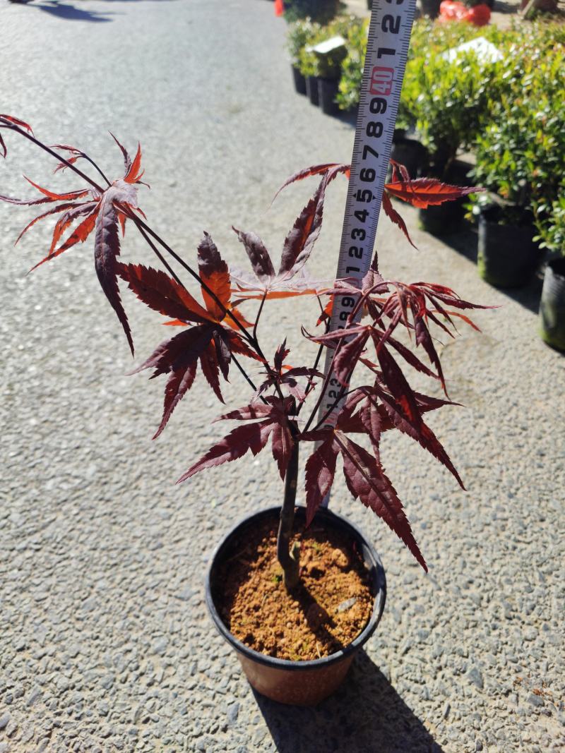 （热销）日本红枫