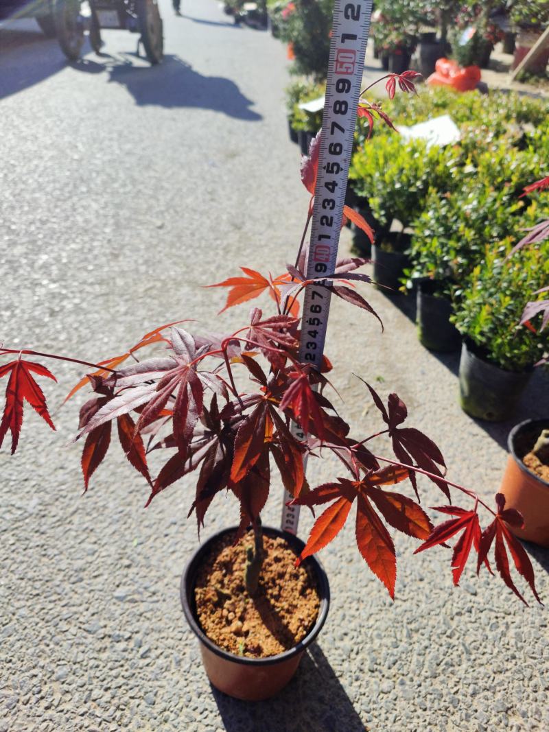 （热销）日本红枫