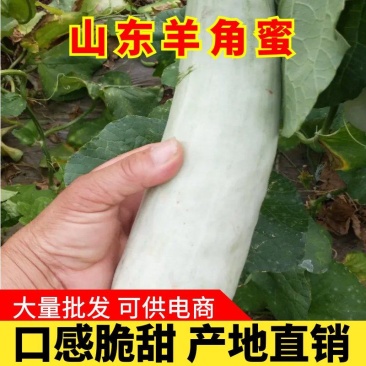 大量供应羊角蜜甜瓜1斤以上精品产地批发价格低欢迎咨询