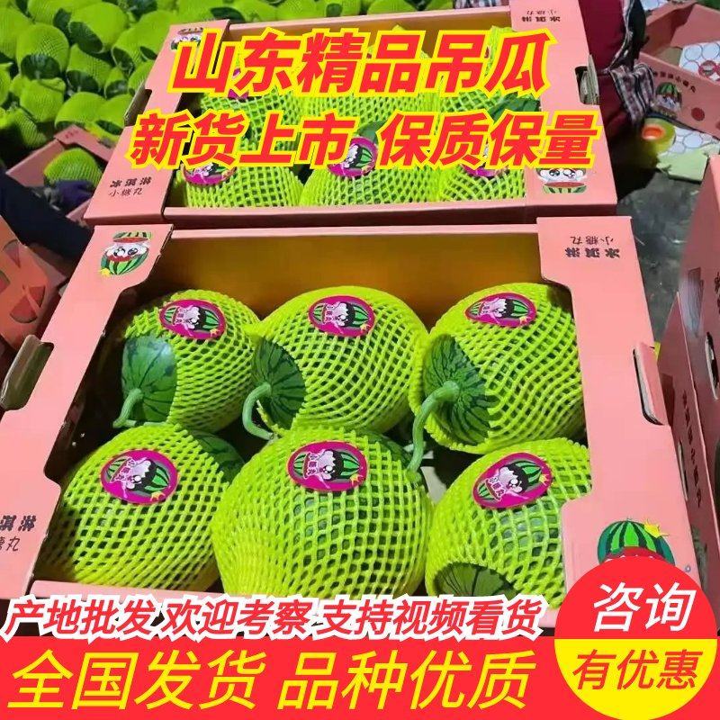 新货2k吊西瓜大量供应山东产地批发可视频一条龙服务