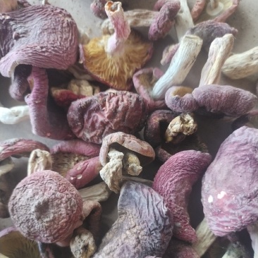 红菇，源产地一首货源四红菇，煲汤红菇，月子菇都是挑选货