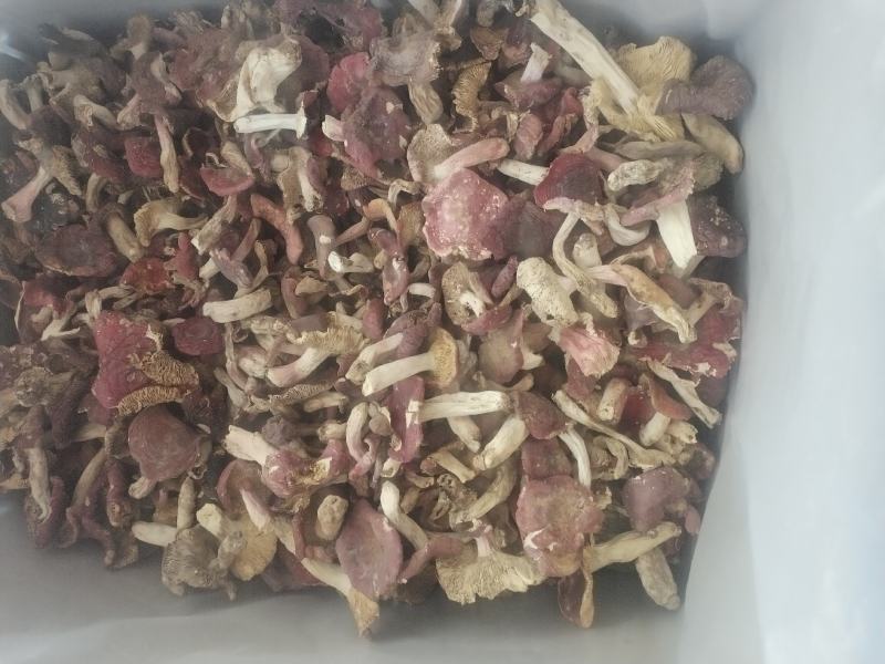 红菇，源产地一首货源四红菇，煲汤红菇，月子菇都是挑选货