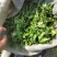 商丘新鲜荠菜，精品整颗荠荠菜，一手货源，视频看货